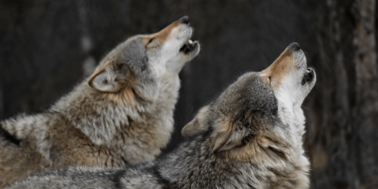 15/1 – De wolf op de Veluwe: van Europese regels naar lokaal handelen