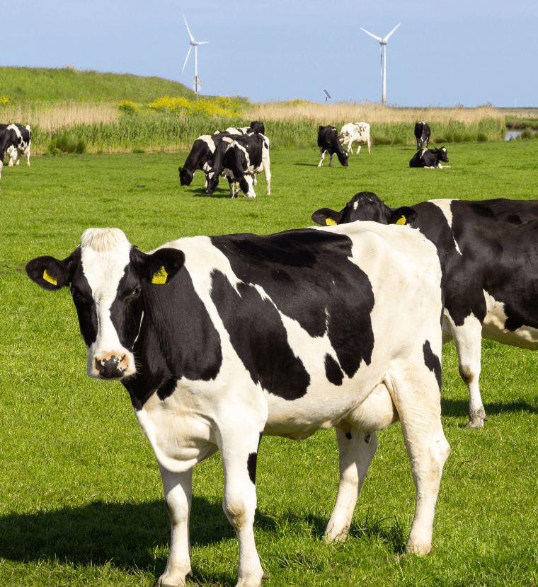 Europese Commissie moet Green Deal durven aanpakken