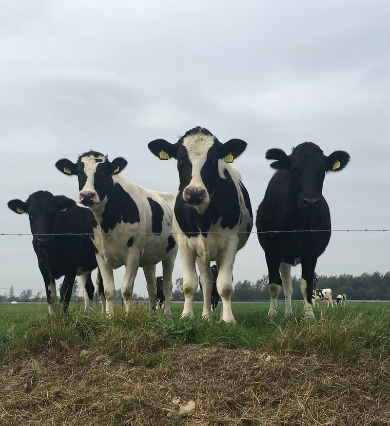 'Timmermans zadelt ons op met bio-boterbergen'