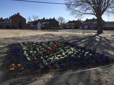 Viooltjes op de plaats van Het Vlot