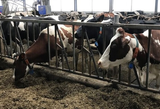 SGP stelt vragen n.a.v. onrust in agrarische sector