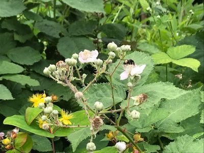 Beantwoording vragen bij in te richten bloemenveldjes