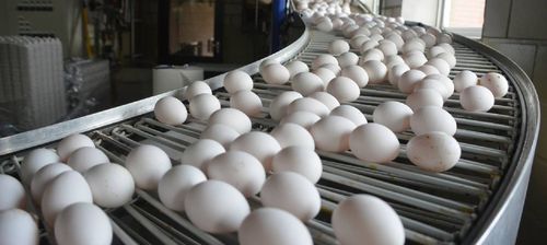 Roelof Bisschop (SGP) spreekt met pluimveehouders over rapport fipronil 