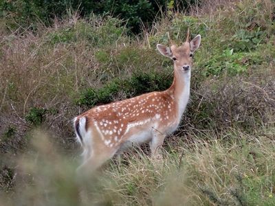 SGP-motie afhandeling wildschade aangenomen