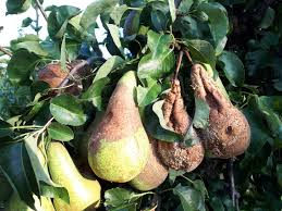 SGP: Blij dat provincie schadebeleid aanpast