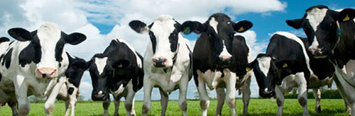 Zes SGP-moties voor de landbouw aangenomen 