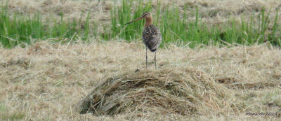 SGP: Behoud weidevogels vraagt integrale aanpak