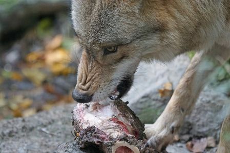 Wie goed is voor de wolf, is slecht voor de schapen