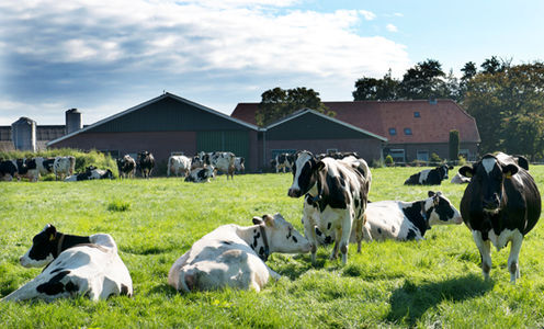 Ondersteun bedreigde boeren!