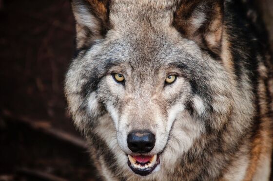 EP debatteert over toename wolf
