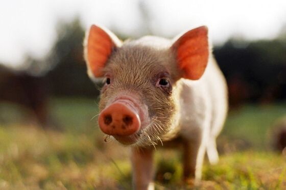 Snelrecht voor inbrekers boerderij Boxtel