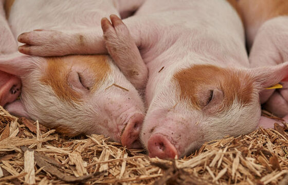 Criminaliteit door dierenactivisten…. dierenvrienden??