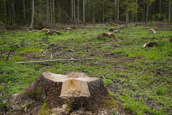 Bomenkap in Gelderland, te rigoureus?