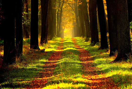 Zien we door de bomen het bos nog?