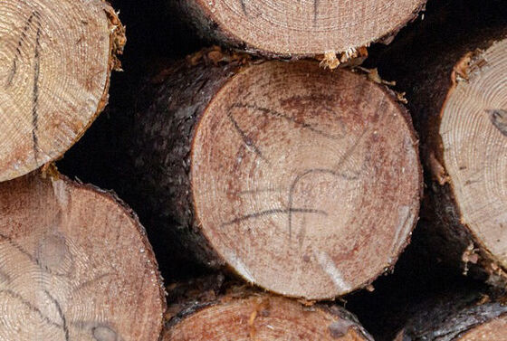 Bomen blijven de gemoederen bezighouden