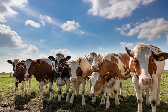Zonder boer geen 'voer'