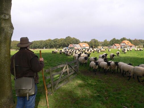 SGP-fractie bezoekt Schaapskooi Elspeet