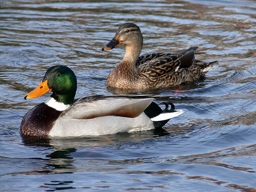 Dierenwelzijn en knobbelzwanen