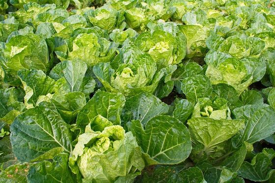 SGP wijzigt Plantgezondheidswet