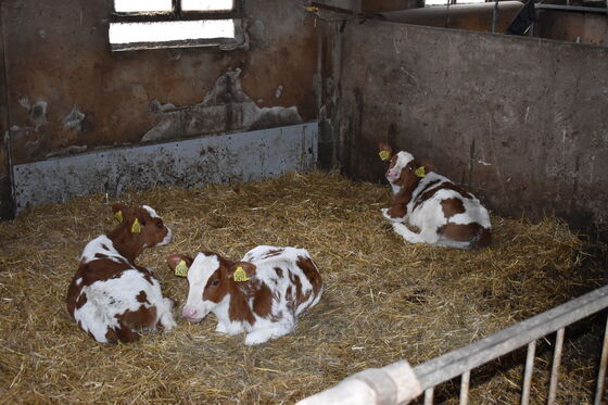 SGP in stikstofdebat: 'We hebben geen idee'