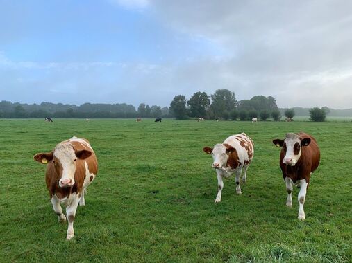 Stikstof-geld moet goed besteed worden