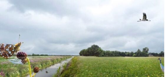 Projectplan Vledders en Leijerhooilanden