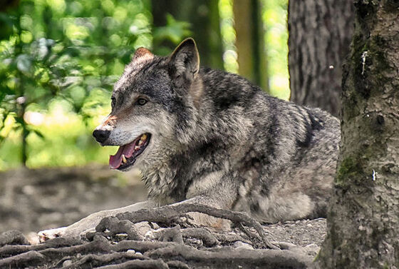 Wolven