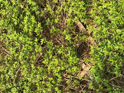 Motie m.b.t. onderhoud openbaar groen