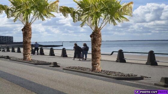Beantwoording vragen: eventueel palmbomen planten op de boulevard