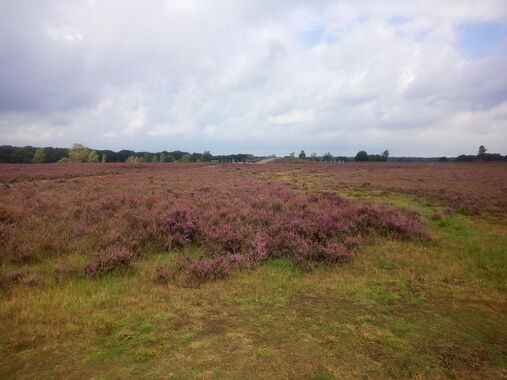 Druk op de heide