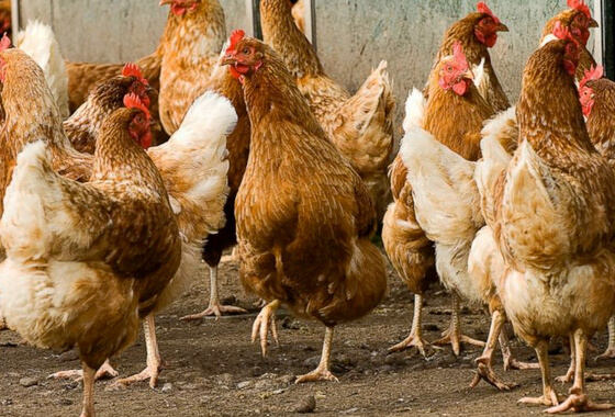 Motie: Foodvalley betrekken bij besluitvorming veehouderij
