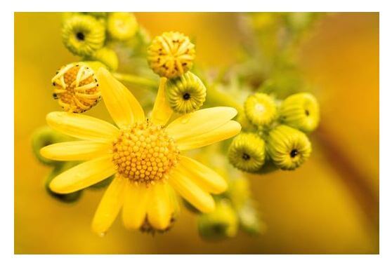 SGP bezorgd over fleurige ‘sluipmoordenaar’