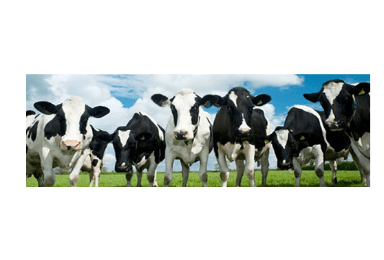 SGP: ‘Provincie moet opkomen voor boeren in vergunningverlening’