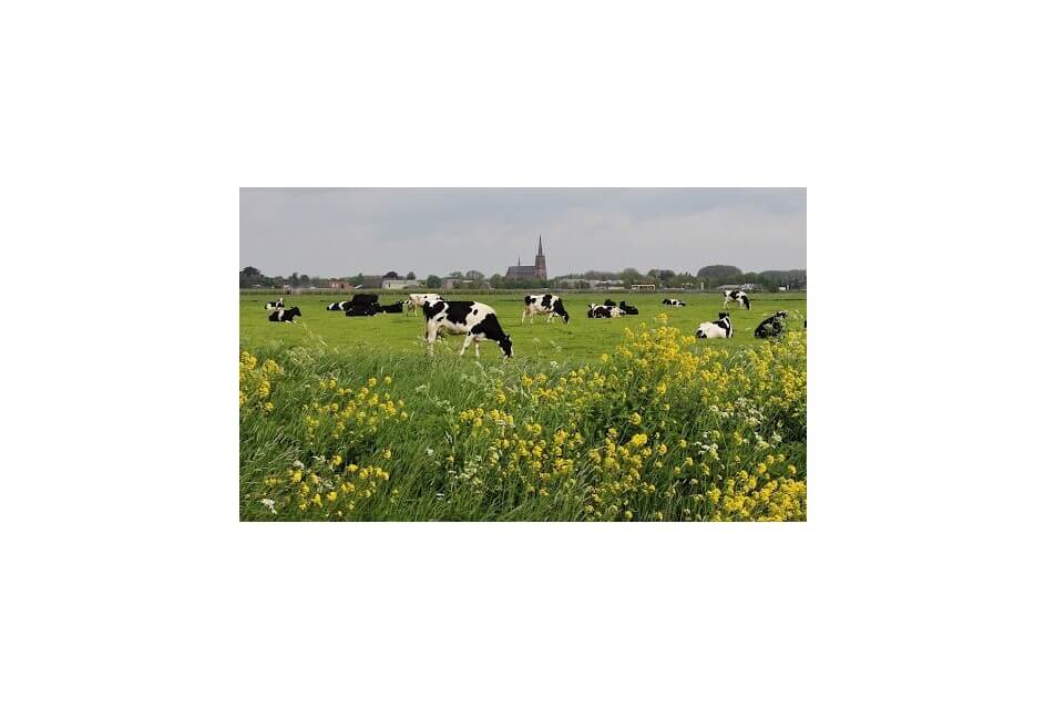 SGP: “Geef de agrarische sector zekerheid!”