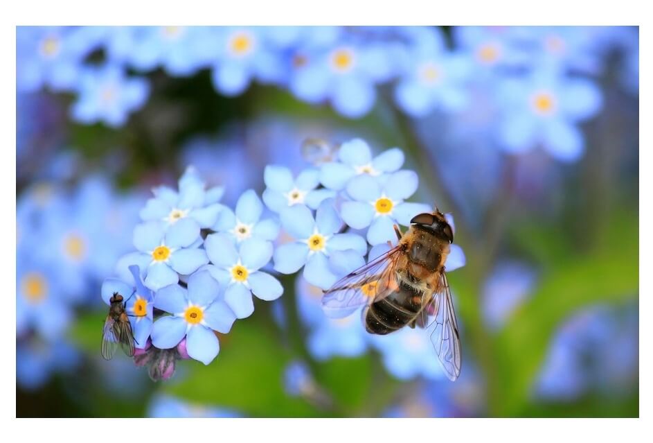 Biodiversiteitsplan