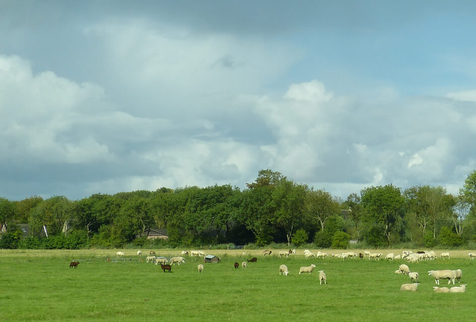 Kaderstelling Gelderse Maatregelen Stikstof