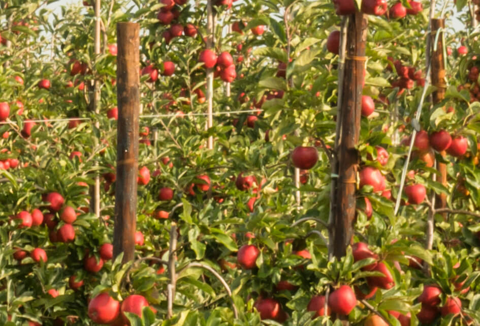 Hoe vestigen we bijna 1000 arbeidsmigranten?