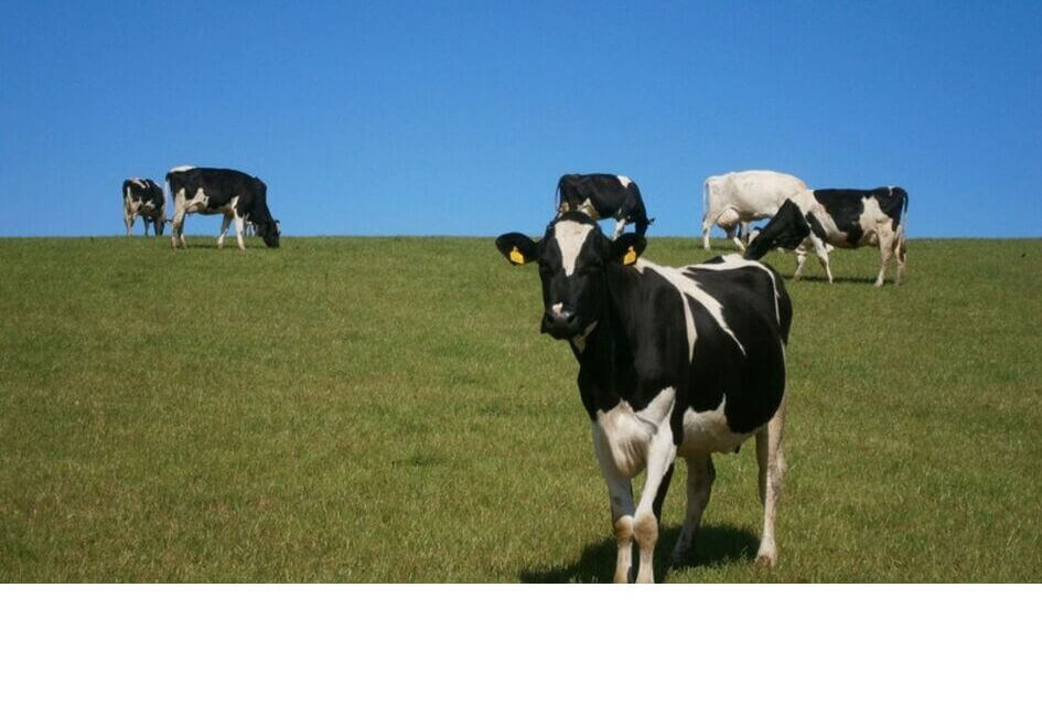 Veehouderij en landschap in onze gemeente