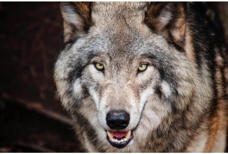Wolf moet iets minder strikt beschermd