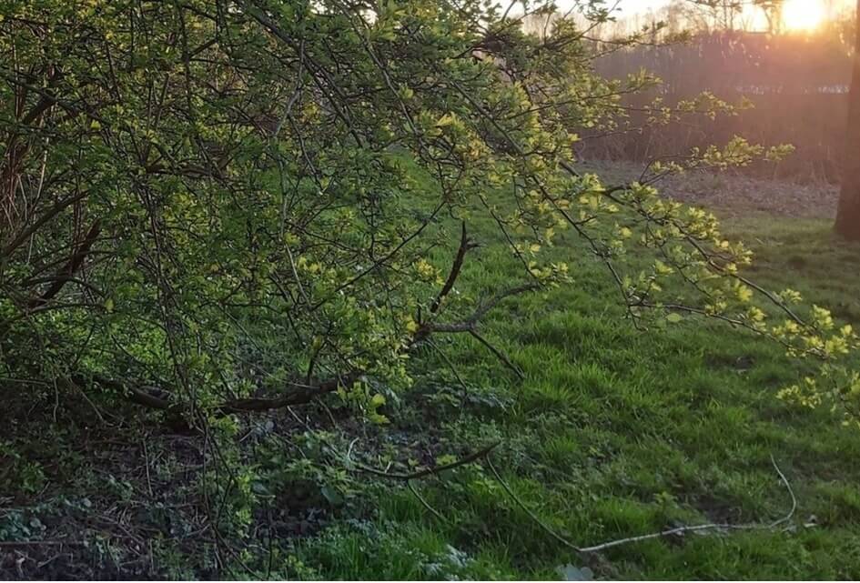 Moet de gemeente meer betalen voor beter groenonderhoud?