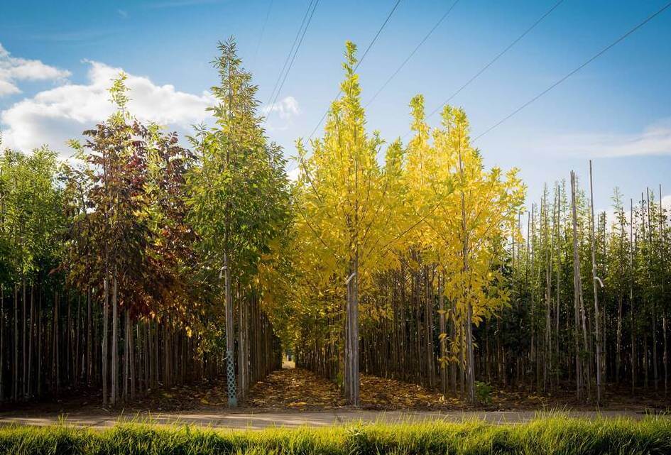 Eén nieuwe boom voor elke pasgeboren baby
