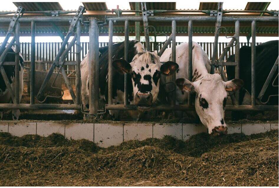 Kijken naar positie veehouderij in buitengebied