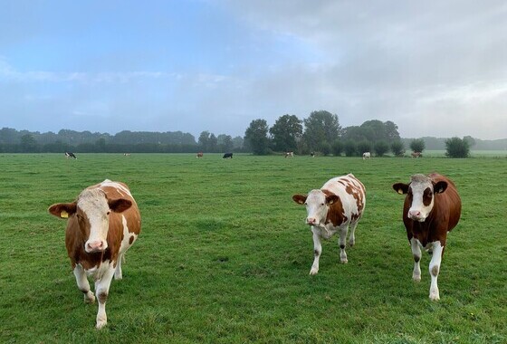 SGP Overijssel wil ‘boerenland in boerenhand’