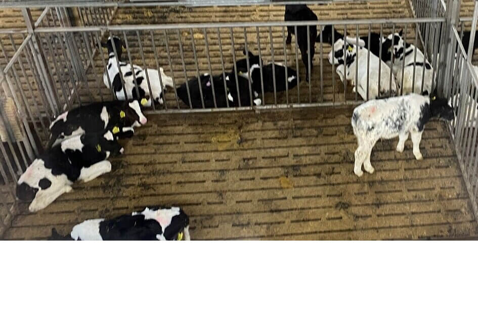 Dierenwelzijn al in Bijbel