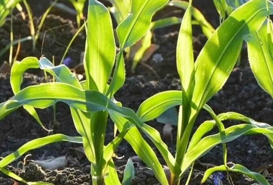 SGP wil 10-puntenplan voor voldoende voeding