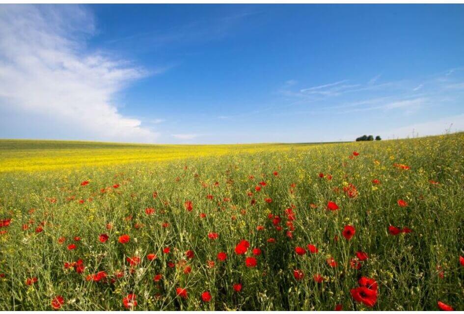 Tussenrapportage behoud en herstel biodiversiteit
