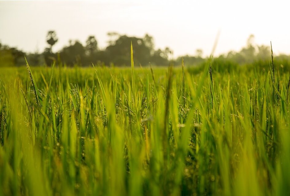 SGP: Agrarisch natuurbeheer verdient versterking