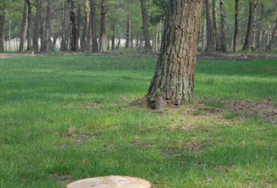 Natuurbegraven in Ermelo?