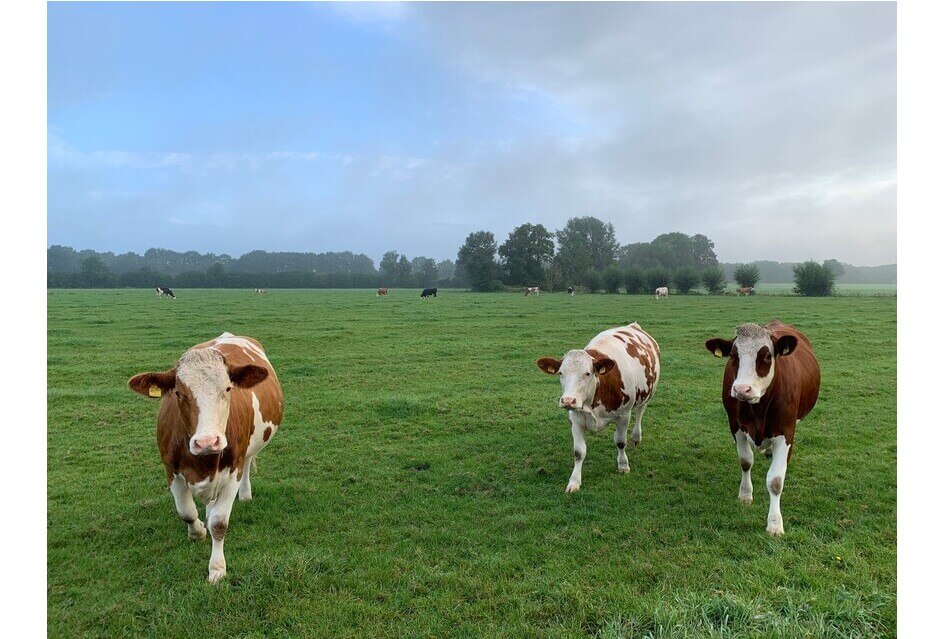 Statement over stikstofbrief