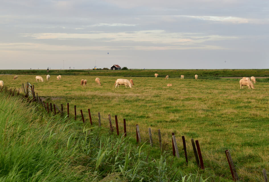 Reimerswaal spreekt zich uit tegen eenzijdige stikstofaanpak